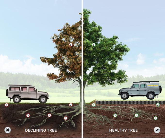 Declining vs healthy tree